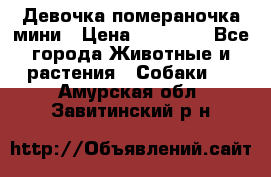 Девочка помераночка мини › Цена ­ 50 000 - Все города Животные и растения » Собаки   . Амурская обл.,Завитинский р-н